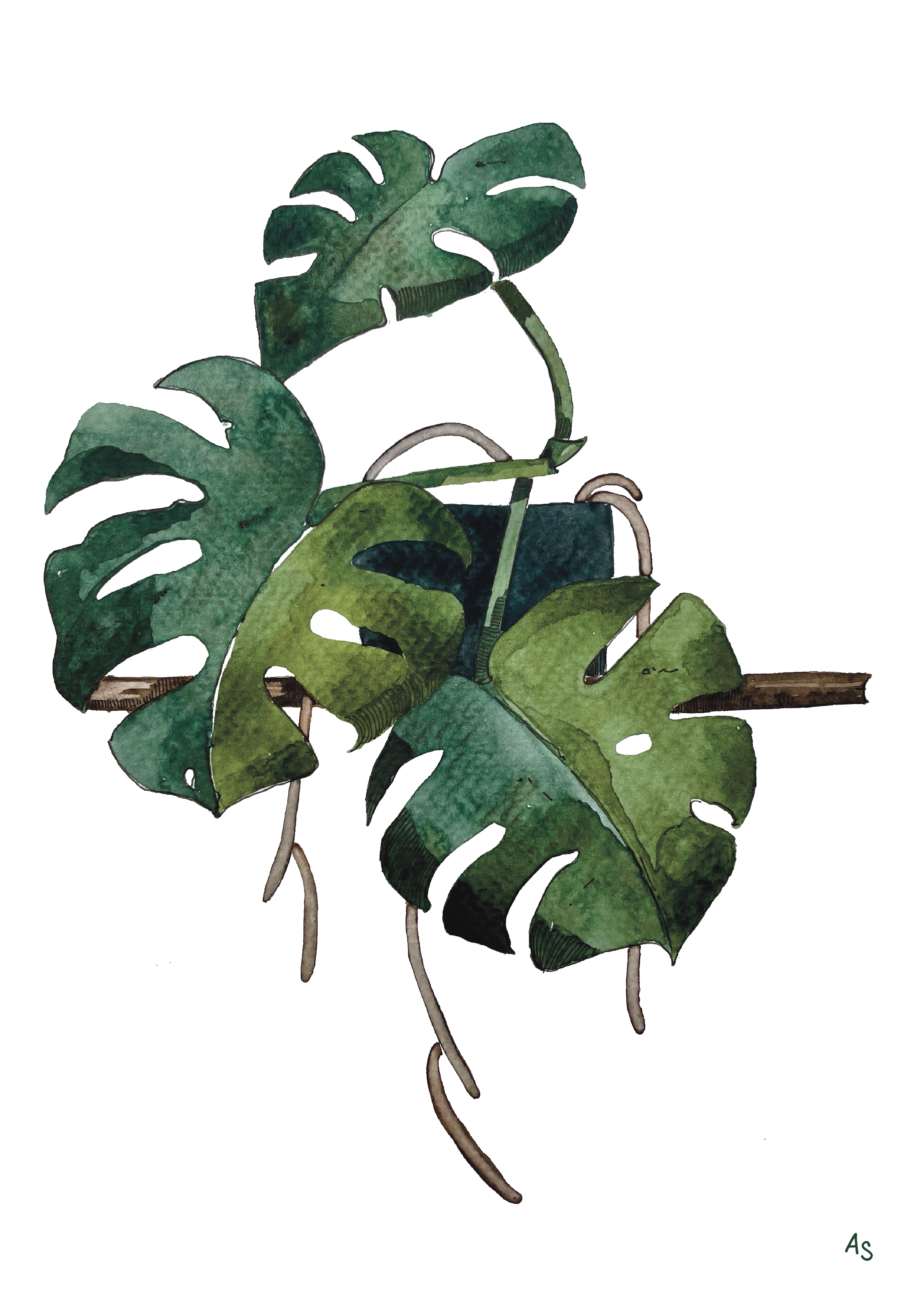 Malá monstera